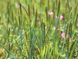 花粉症 スズメノテッポウ